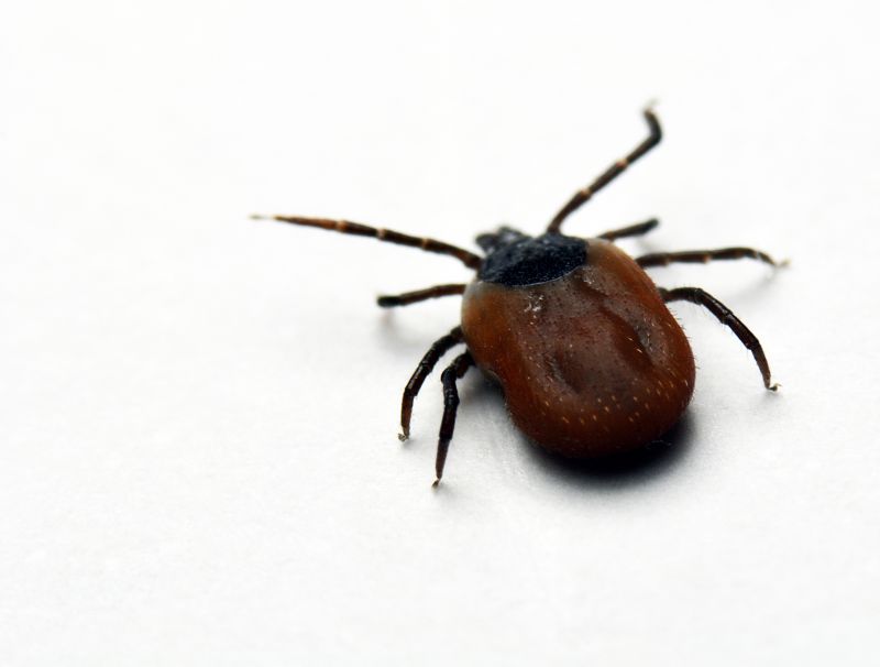 Tick Control Service