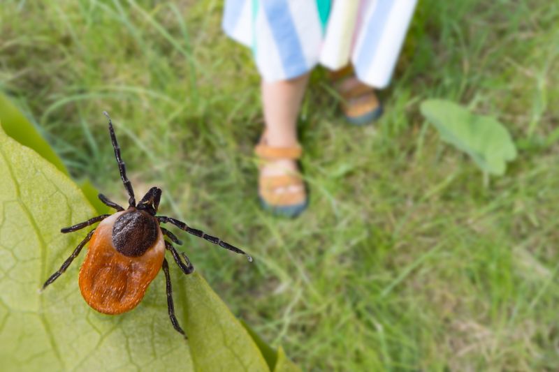 Tick Control Service