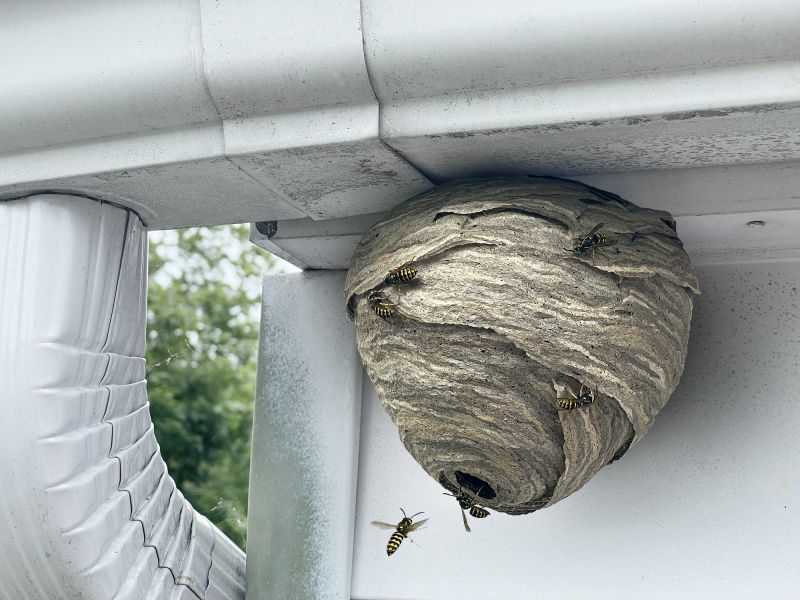 Wasp Extermination Service