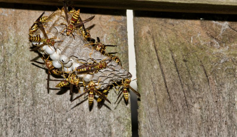Wasp Extermination Service