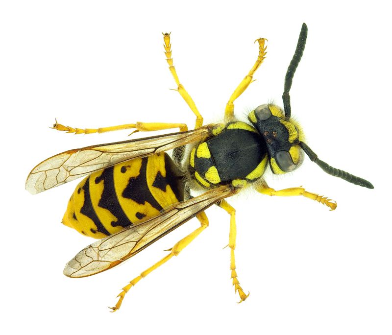Wasp Extermination Service