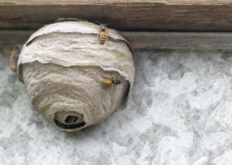 Wasp Extermination Service