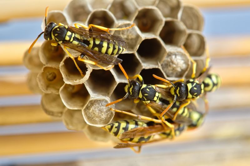 Wasp Extermination Service